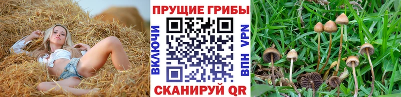 ссылка на мегу сайт  Великий Новгород  Галлюциногенные грибы Psilocybine cubensis  наркота 